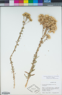 Isocoma menziesii var. vernonioides image