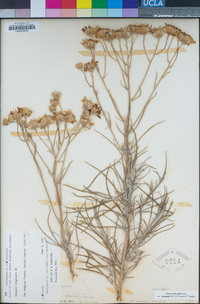 Senecio flaccidus image