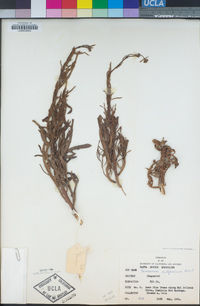 Taraxacum californicum image