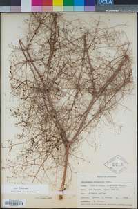 Eriogonum trichopes image