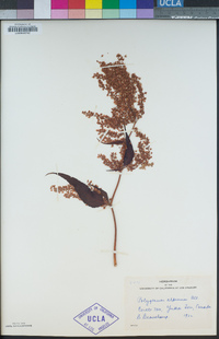 Aconogonon alpinum image