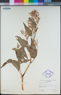 Aconogonon alpinum image