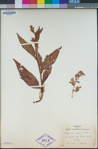 Aconogonon alpinum image