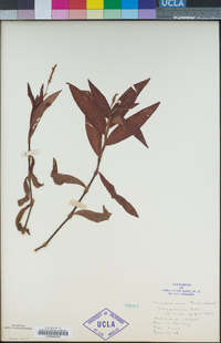 Persicaria hydropiperoides image