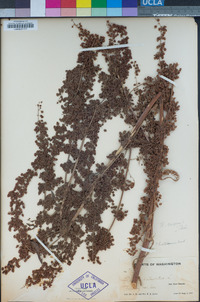 Rumex crispus image