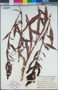 Rumex salicifolius image