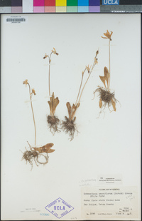 Primula pauciflora image