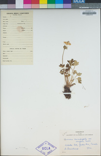 Anemonastrum narcissiflorum image