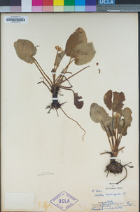 Caltha leptosepala image