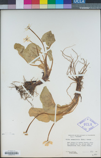 Caltha leptosepala subsp. leptosepala image