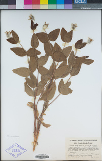 Image of Clematis albicoma