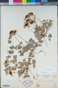 Image of Clematis lasiandra