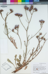 Limonium sinuatum image