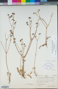 Chorizanthe staticoides image