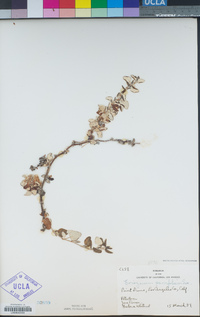 Eriogonum parvifolium image