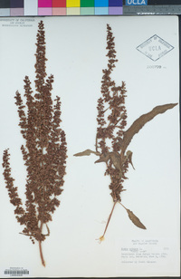 Rumex crispus image