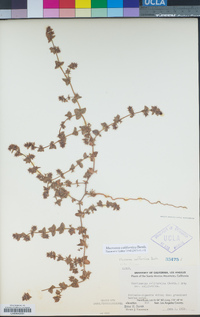 Mucronea californica image