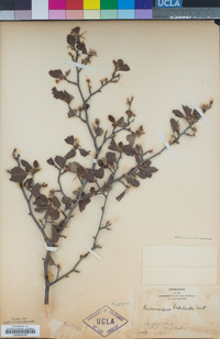 Cercocarpus betuloides image