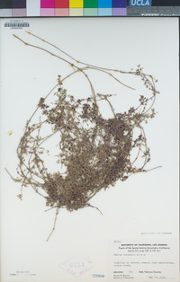 Galium nuttallii subsp. nuttallii image