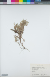 Selaginella bigelovii image