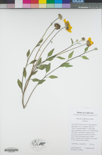 Encelia californica image