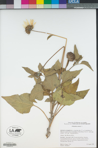 Helianthus annuus image