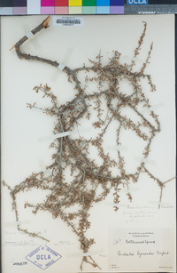 Prunus fasciculata image