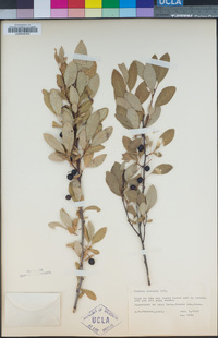 Image of Prunus cuneata