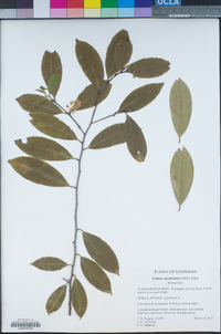 Prunus caroliniana image