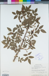 Rosa acicularis image