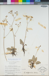Micranthes californica image