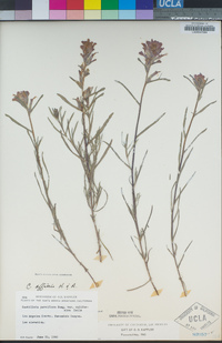 Castilleja affinis image