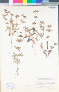 Collinsia heterophylla image