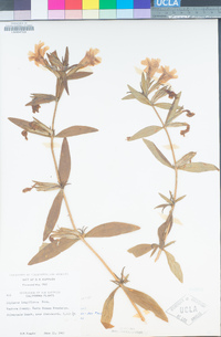 Diplacus longiflorus image