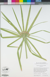 Cyperus involucratus image