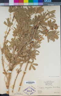 Lupinus longifolius image