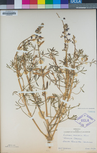 Lupinus truncatus image