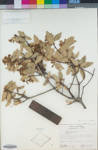 Quercus wislizeni var. frutescens image