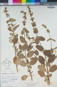 Stachys rigida var. quercetorum image