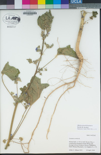 Malva pseudolavatera image