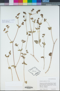 Mirabilis laevis image