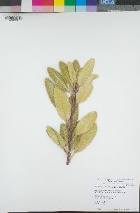 Heteromeles arbutifolia image