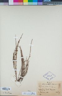 Ephedra chilensis image
