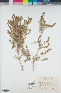 Grayia spinosa image