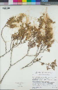 Cuscuta denticulata image