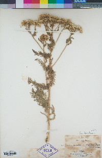 Achillea millefolium image