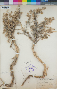 Artemisia spinescens image