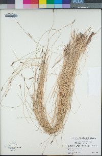 Eleocharis parishii image