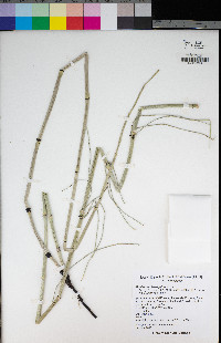 Equisetum laevigatum image