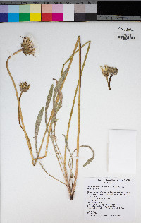 Agoseris heterophylla image